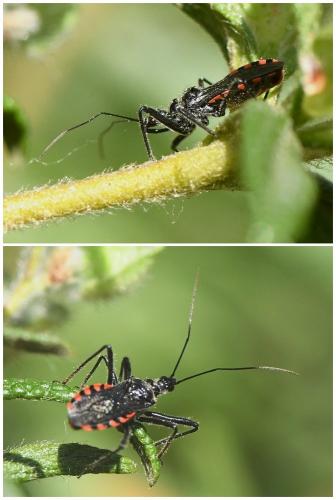 Réf. 230 961 : Sphedanolestes sanguineus